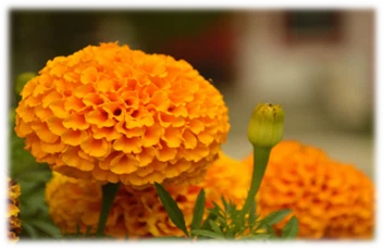 Omega 369 Lutein Softgel